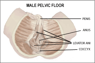 Male Pelvic Floor