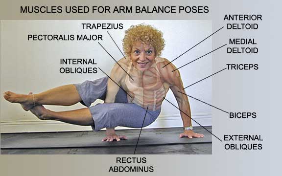 Shoulder Muscles