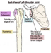 Rotator Cuff