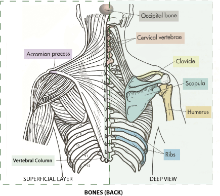 Back - Bones