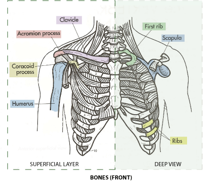 Bones - Front